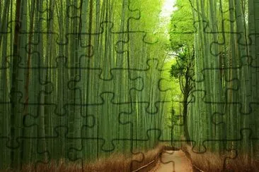 Floresta de bambu - JapÃ£o