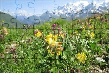 Mont Blanc et fleurs