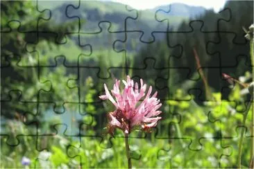 פאזל של Gros plan d 'une fleur