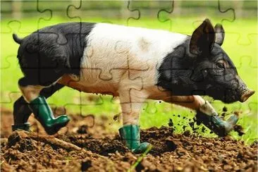 piggy-15