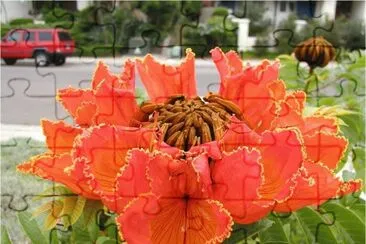 South African Flower