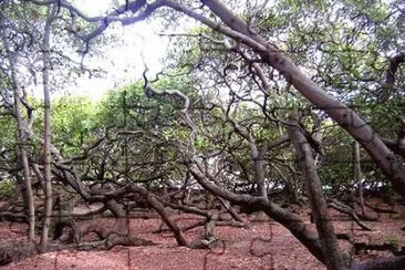 Cajueiro do Pirangi - RN jigsaw puzzle