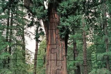 Sequoia jigsaw puzzle