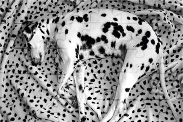 spots-16