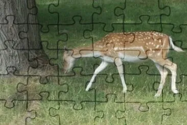 reh 2