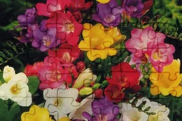 Fresies jigsaw puzzle