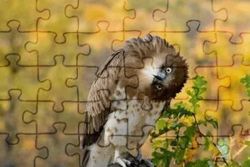 natureza jigsaw puzzle