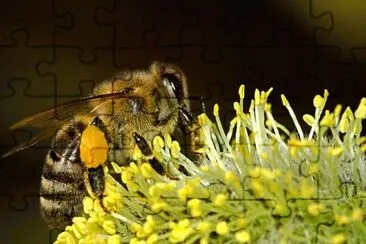 Abelha colhendo nectar