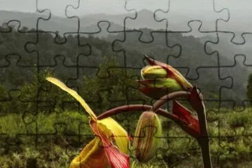 Orquidea Rara jigsaw puzzle