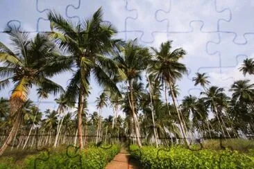 Coqueirais em São  Tomé Prí­ncipe