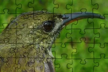 Beija Flor OlivÃ¡ceo jigsaw puzzle
