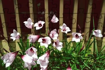 Flores no Jardim