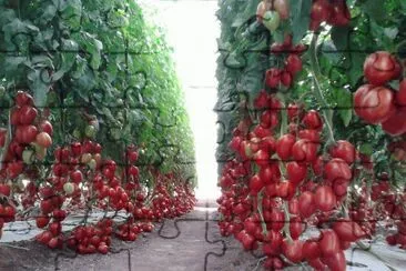 PlantaÃ§Ã£o de tomates jigsaw puzzle