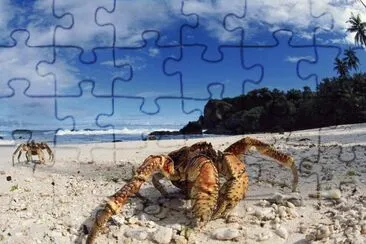 פאזל של Crab on the Beach