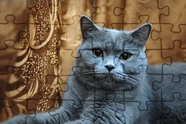 פאזל של Beautiful Cat