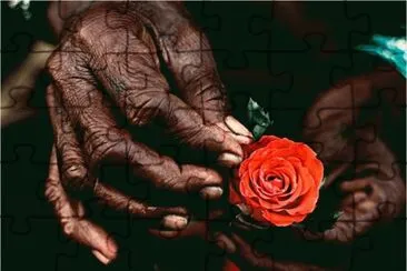 The Rose