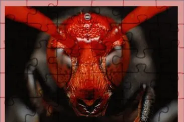 Red Head, avispa jigsaw puzzle
