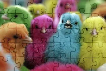 Pintinhos coloridos