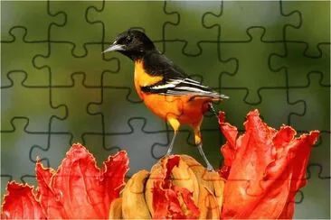 Bird jigsaw puzzle