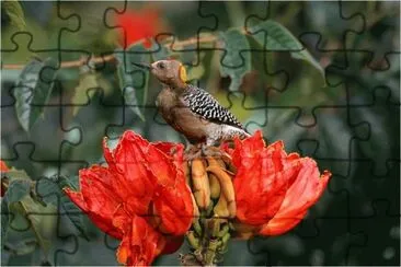 Bird jigsaw puzzle
