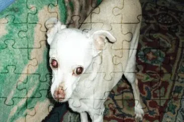 sassy jigsaw puzzle