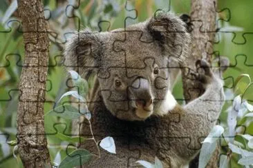Koala in Eucalyptustree jigsaw puzzle
