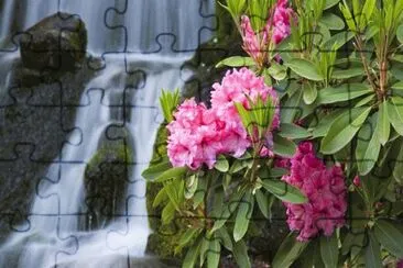 Flowers near the Waterfall
