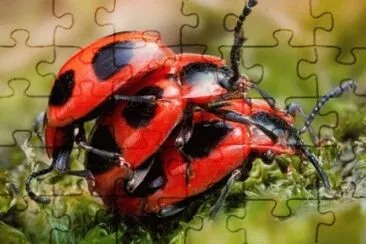 This is to much jigsaw puzzle