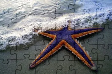 Starfish jigsaw puzzle