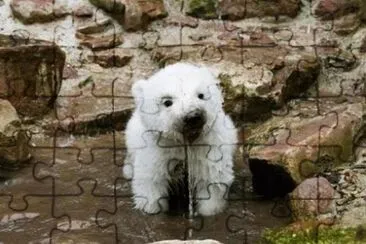 Baby Icebear jigsaw puzzle