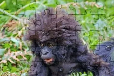Monkey in danger