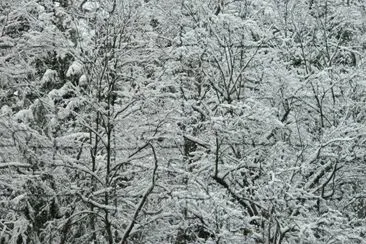 A combination  of frozen vegetation