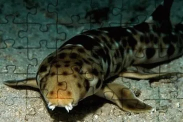 Tubarão Andador