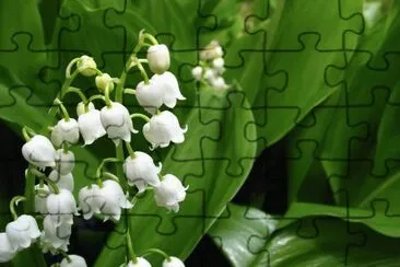 Muget jigsaw puzzle
