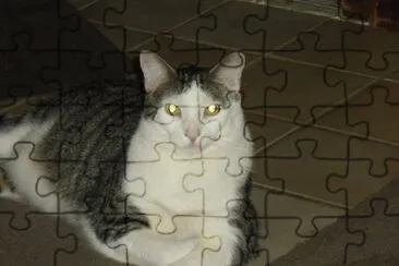 big cat