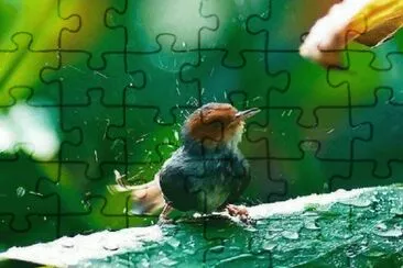 POLLUELO BAÃ‘ÃNDOSE jigsaw puzzle