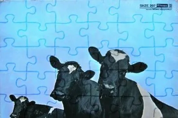 FLOYD COWS
