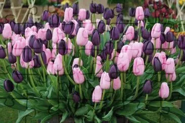 Tulipas jigsaw puzzle