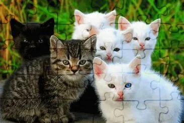 Gatos