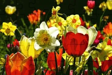 Flores