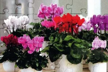 Ciclaments jigsaw puzzle