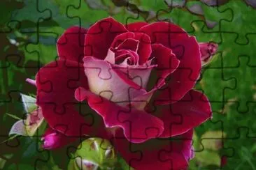 Rosa do amor