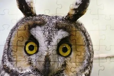 still looking-20 jigsaw puzzle