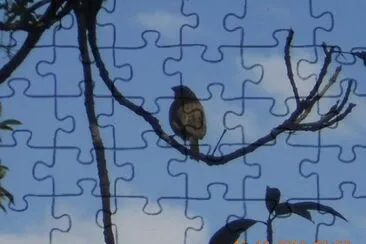 Mirla jigsaw puzzle