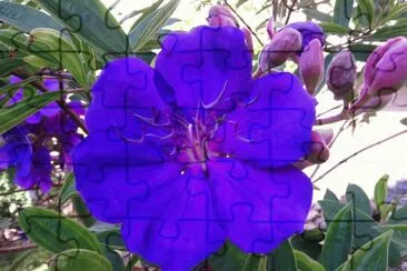 èŠ±