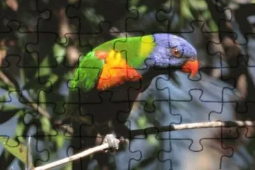Rainbow Bird jigsaw puzzle