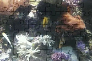 fische