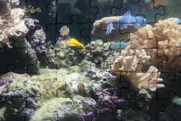 fische 2