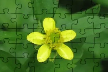 é»ƒè‰²å°èŠ± jigsaw puzzle