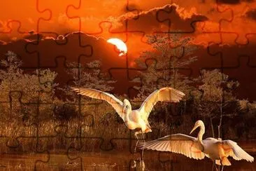 Garças ao  por do Sol